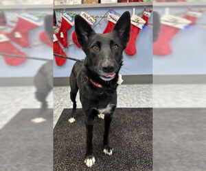 Border Kelpie Dogs for adoption in Fort Collins, CO, USA