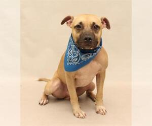 Black Mouth Cur-Unknown Mix Dogs for adoption in Sanford, FL, USA