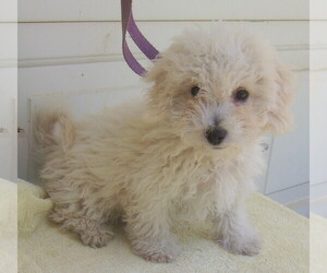 Poodle (Miniature) Dogs for adoption in Birch Tree, MO, USA