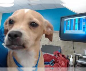 Chug Dogs for adoption in Houston, TX, USA