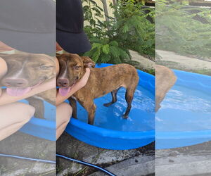 Mutt Dogs for adoption in Jackson, MS, USA