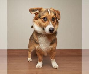Pembroke Welsh Corgi Dogs for adoption in Eden Prairie, MN, USA