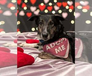 German Shepherd Dog-Unknown Mix Dogs for adoption in Bellingham, WA, USA