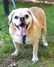 Puggle Dogs for adoption in Huntington, NY, USA