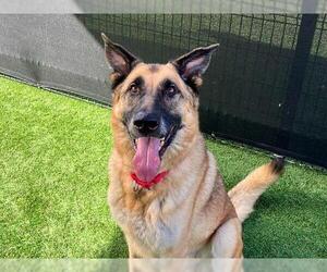 German Shepherd Dog Dogs for adoption in Orange, CA, USA