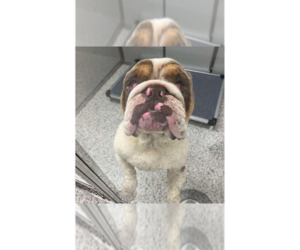 Bulldog-Unknown Mix Dogs for adoption in New York, NY, USA