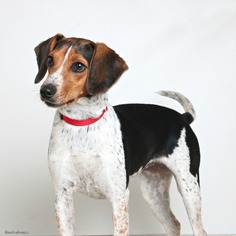 Medium Photo #1 Beagle-Unknown Mix Puppy For Sale in Eden Prairie, MN, USA