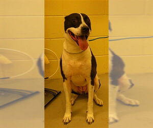 Mutt Dogs for adoption in Sanford, FL, USA