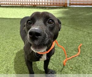 Dachshund-Unknown Mix Dogs for adoption in Las Vegas, NV, USA