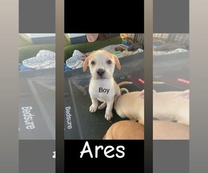 American Pit Bull Terrier-Siberian Husky Mix Dogs for adoption in Turlock, CA, USA