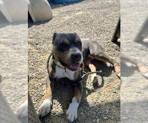 American Pit Bull Terrier Dogs for adoption in Santa Maria, CA, USA