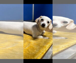 Chiweenie Dogs for adoption in Pierceton , IN, USA