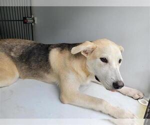 German Shepherd Dog Dogs for adoption in Houston, TX, USA