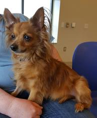 Chihuahua Dogs for adoption in Columbus, OH, USA