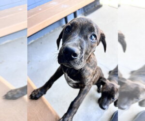 Mutt Dogs for adoption in Elmsford, NY, USA