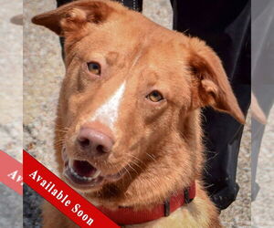 Labrador Retriever-Unknown Mix Dogs for adoption in Huntley, IL, USA