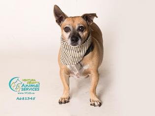 Dachshund Dogs for adoption in Camarillo, CA, USA