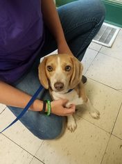 Beagle Dogs for adoption in Smoot, WV, USA