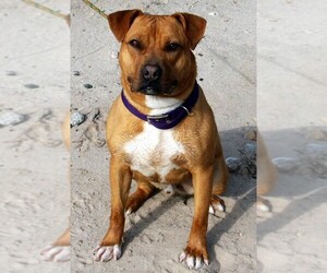 American Pit Bull Terrier-Rhodesian Ridgeback Mix Dogs for adoption in Seattle, WA, USA