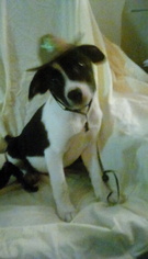 American Staffordshire Terrier Dogs for adoption in Newport, KY, USA