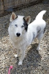 Siberian Husky Dogs for adoption in Stockton, CA, USA