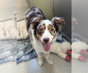 Border-Aussie Dogs for adoption in Highland, IL, USA