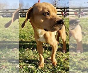 Puggle Dogs for adoption in Batavia, OH, USA