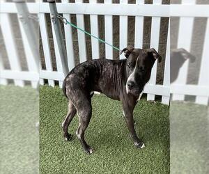 Mutt Dogs for adoption in Modesto, CA, USA