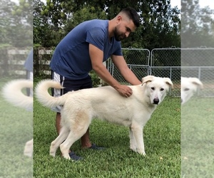 Golden Shepherd Dogs for adoption in Weston, FL, USA