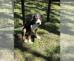 Labrador Retriever-Unknown Mix Dogs for adoption in Sanford, FL, USA