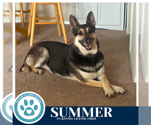 German Shepherd Dog Dogs for adoption in Kimberton, PA, USA