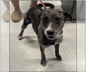 Australian Kelpie-Catahoula Leopard Dog Mix Dogs for adoption in Frisco, CO, USA