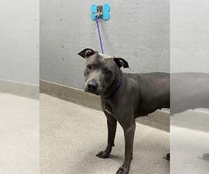 American Pit Bull Terrier-Unknown Mix Dogs for adoption in Las Vegas, NV, USA