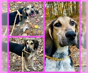 Treeing Walker Coonhound Dogs for adoption in Clyde, NC, USA