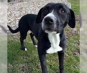 Labrador Retriever-Unknown Mix Dogs for adoption in La Porte, IN, USA