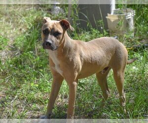 American Pit Bull Terrier-Labrador Retriever Mix Dogs for adoption in Newton, TX, USA