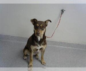 Labrador Retriever-Siberian Husky Mix Dogs for adoption in Pasadena, TX, USA