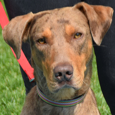 Doberman Pinscher Dogs for adoption in Huntley, IL, USA