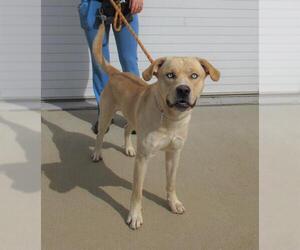 Labrador Retriever-Siberian Husky Mix Dogs for adoption in Louisville, KY, USA