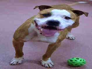 Bulloxer Dogs for adoption in Ogden, UT, USA