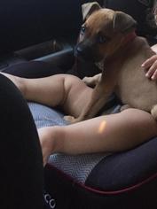 Boxer-Mastiff Mix Dogs for adoption in Sonora, CA, USA