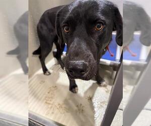 Mutt Dogs for adoption in Bakersfield, CA, USA