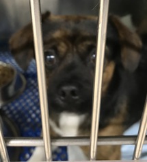 Puggle Dogs for adoption in Zanesville, OH, USA
