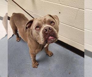 American Staffordshire Terrier-Unknown Mix Dogs for adoption in Denver, CO, USA