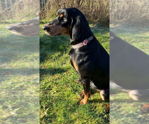 Coonhound Dogs for adoption in Bellingham, WA, USA