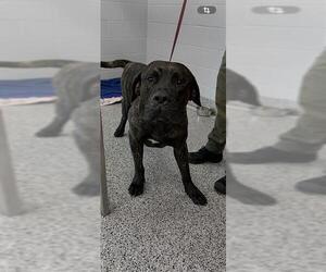 Bullmastiff Dogs for adoption in Palmetto, FL, USA