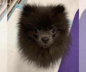 Pomeranian Dogs for adoption in Redmond, WA, USA