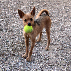 Medium Photo #1 Chihuahua Puppy For Sale in Waco, TX, USA