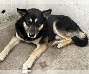 German Shepherd Dog Dogs for adoption in San Bernardino, CA, USA