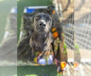 Labrador Retriever-Unknown Mix Dogs for adoption in Chula Vista, CA, USA